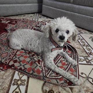  | Raza Mestiza, cruza de French Poodle | Encontrada