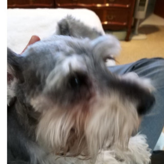 JAKE | Raza Schnauzer Estándar | Final Feliz