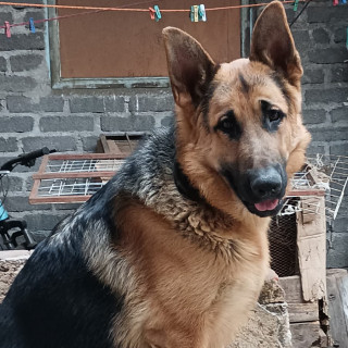 Foto de ARES