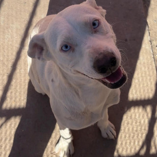 LUNA | Raza Mestiza | Perdida