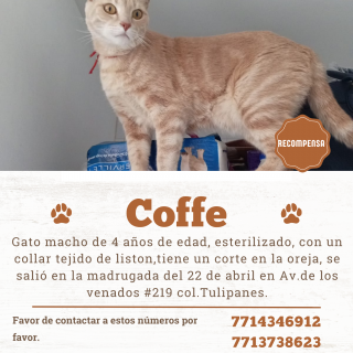 COFFEE | Raza Doméstico Américano de Pelo Corto | Perdido