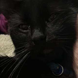 NITO | Raza Bombay | Perdido