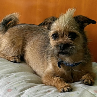 PULGA | Raza Mestiza, cruza de Chihuahua con Shih Tzu | Perdida