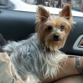 LEAH | Raza Yorkshire Terrier (Yorkie) | Perdida