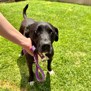  | Raza Mestiza, cruza de American Pitbull Terrier | Encontrada