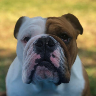 PEDRO | Raza Bulldog Inglés  | Final Feliz