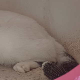 ÁNGEL | Raza Doméstico Américano de Pelo Corto | Perdido