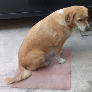 GÜERA | Raza Mestiza, cruza de Labrador | Perdida