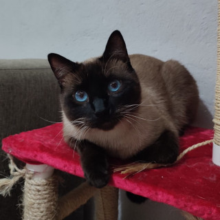 RAMIRO | Raza Siamés Punto Chocolate | Final Feliz