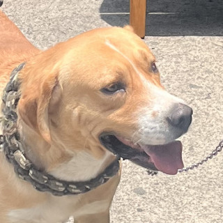 Foto de PAPUCHO