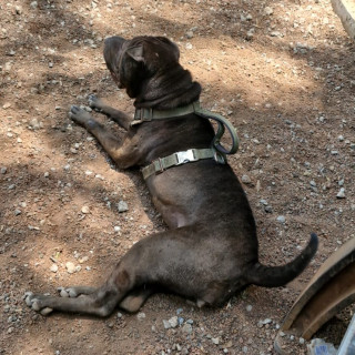 QUETA | Raza Shar-Pei  | Perdida