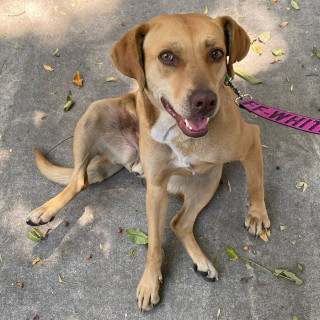 Foto de CANELA