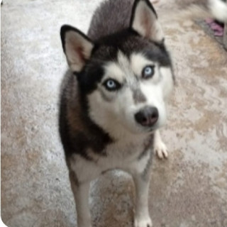 ROCKY | Raza Husky Siberiano | Perdido