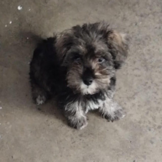 HERMOSA PELUDITA | Raza Mestiza, cruza de Schnauzer | En Adopción