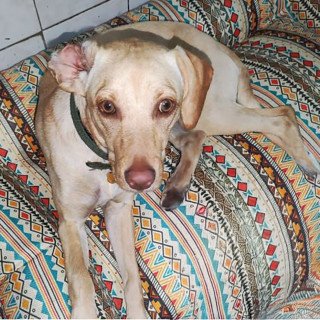 MIEL | Raza Mestiza, cruza de Labrador | Final Feliz