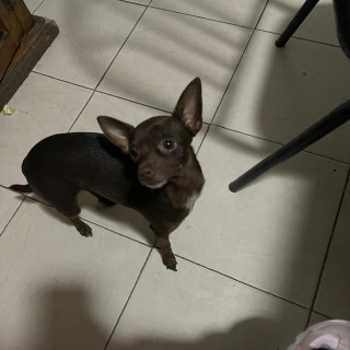 Foto de CHIQUIRRINGUIS