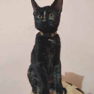 Foto de KUKI