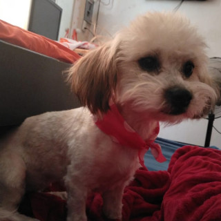 GERTRUDIS | Raza Mestiza, cruza de Shih Tzu con French Poodle | Perdida