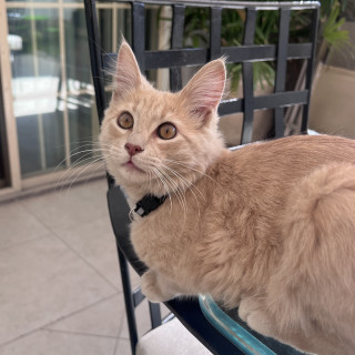 TIMO | Raza Doméstico Americano de pelo semilargo | Perdido