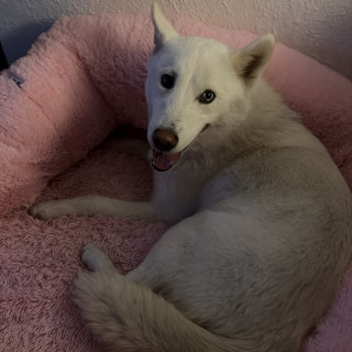  | Raza Mestiza, cruza de Husky Siberiano | Encontrada