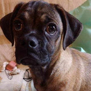 MEGAN O CHATA | Raza Pug o Carlin | Final Feliz