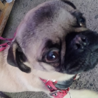 FRANK | Raza Pug o Carlin | Perdido