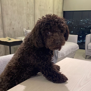 MILO | Raza Mestizo, cruza de French Poodle | Perdido