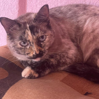 AVENA | Raza Calicó de pelo corto color carey | Final Feliz