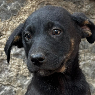 BUBA | Raza Mestiza | En Adopción