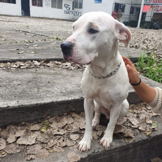  | Raza American Pitbull Terrier | Encontrada