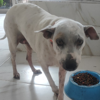 Foto de LAYLA