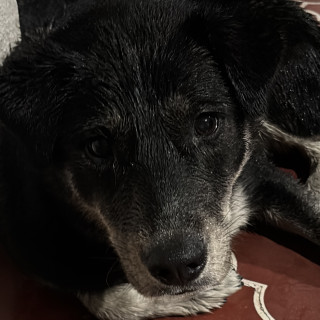 HERMOSA PELUDITA | Raza Mestiza | En Adopción