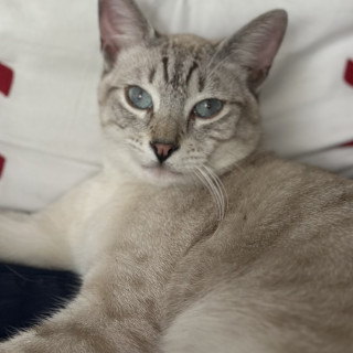 ZIZÚ | Raza Aslan o Siamés moderno, punto tabby | Perdido