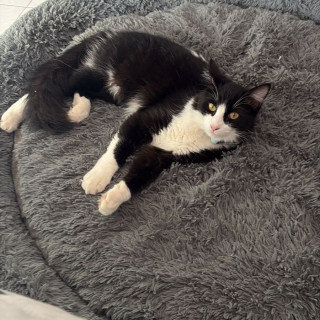 ZEUS | Raza Doméstico Americano de Pelo Semilargo | Perdido