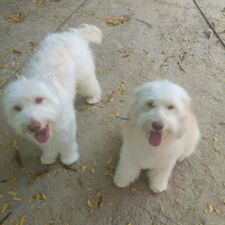 WALLY | Raza Mestizo, cruza de French Poodle con Husky Siberiano | Final Feliz