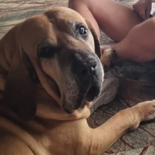 THORVALD | Raza Fila Brasileiro  | Perdido