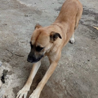 BEETHOVEN | Raza Mestizo, cruza de Pastor Belga Malinois | Perdido