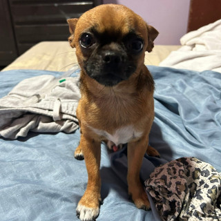 GOLIAT | Raza Chihuahua | Perdido