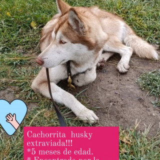  | Raza Husky Siberiano | Encontrada