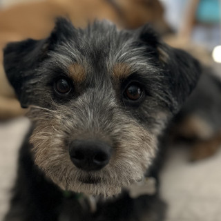 RITA | Raza Mestiza, cruza de Schnauzer | Final Feliz