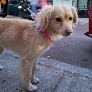  | Raza Mestiza | Encontrada