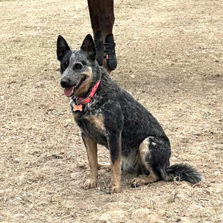 FRIDA | Raza Ganadero Australiano Blue Heeler  | Perdida