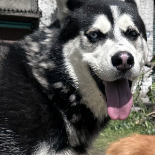  | Raza Husky Siberiano | Final Feliz