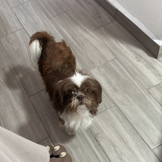 CHEWBACCA (CHEWY) | Raza Shih Tzu  | Perdida