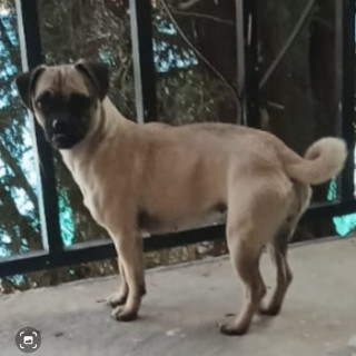  | Raza Mestiza, cruza de Pug | Encontrada