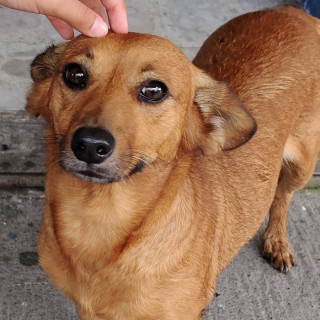  | Raza Mestiza, cruza de Dachshund o Salchicha | Final Feliz