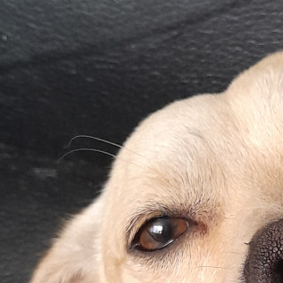MEXI | Raza Mestizo, cruza de Chihuahua | Perdido
