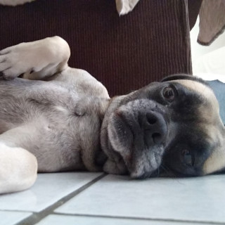 MEI | Raza Mestiza, cruza de Pug con Cocker | Perdida