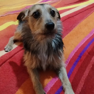 DUKE | Raza Mestizo, cruza de Chihuahua con Yorkshire Terrier  (Yorkie) | Perdido