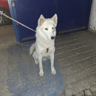  | Raza Mestizo, cruza de Husky Siberiano | Encontrado
